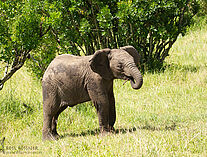 Elefant 6121081