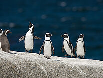 Pinguine 36