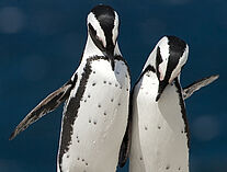 Pinguine 37