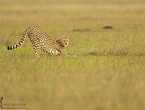 Gepard 35A4024