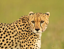 Gepard 35A4353