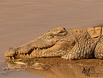 Krokodil 35A0353