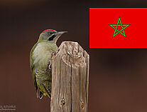 Marokko Okt Atlasgruenspecht MG 2050