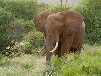 Elefant 6125196