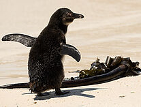 Pinguine 3